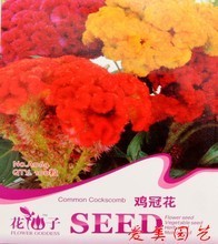 盆栽室內(nèi)花卉批發(fā)的最新趨勢與焦炭的意外關(guān)聯(lián)
